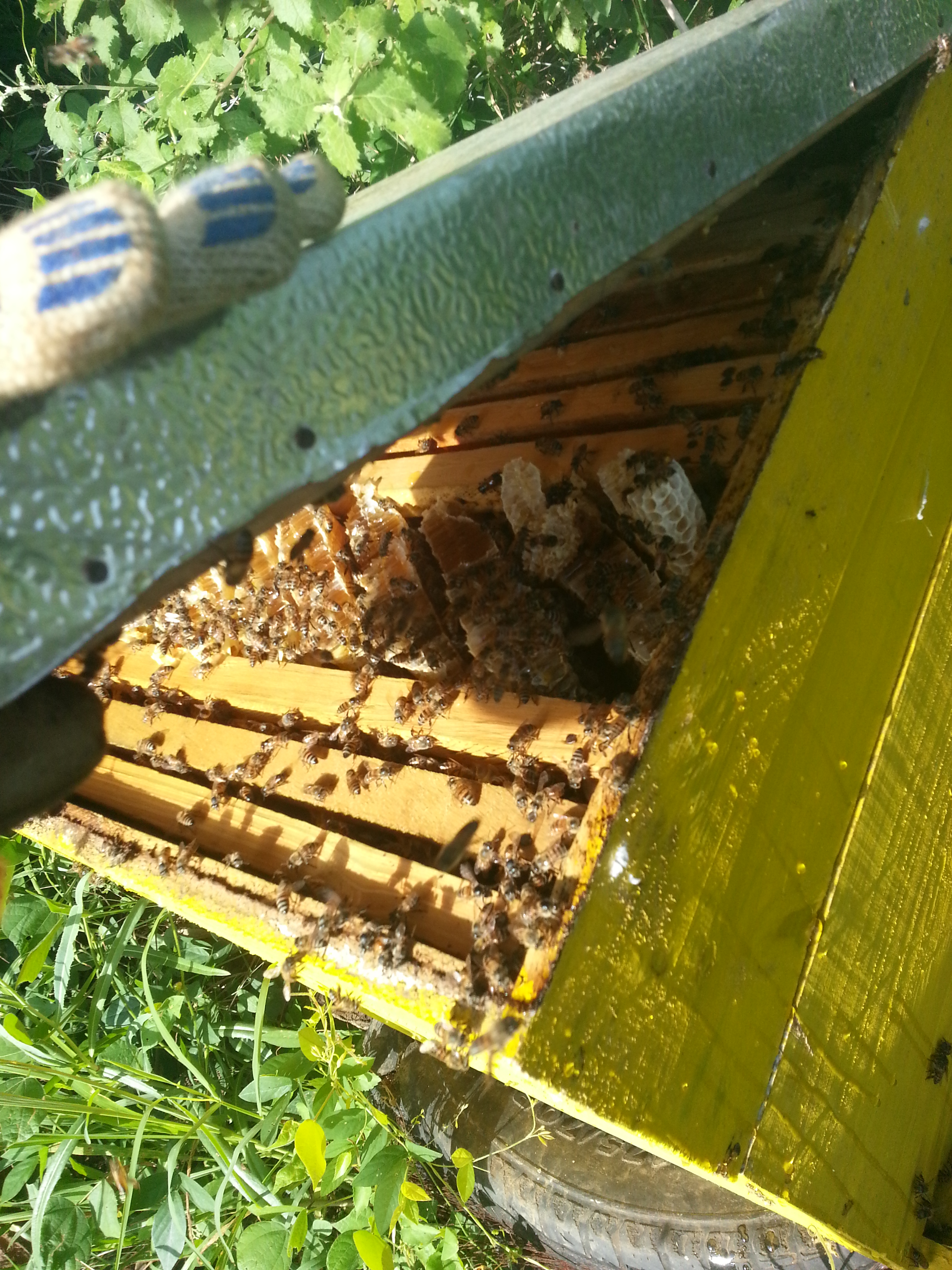 earth hive earth hive